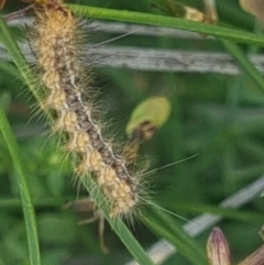 Lithosiini (Tribe, larva) at Crace Grasslands - 10 Feb 2024 by MiaThurgate