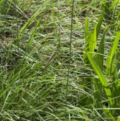 Acrida conica (Giant green slantface) at Crace Grasslands - 10 Feb 2024 by MiaThurgate