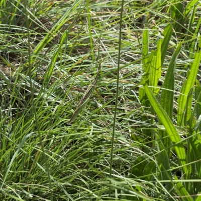 Acrida conica (Giant green slantface) at Crace Grassland (CR_2) - 10 Feb 2024 by MiaThurgate