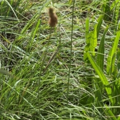 Acrida conica at Crace Grassland (CR_2) - 10 Feb 2024