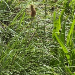 Acrida conica at Crace Grassland (CR_2) - 10 Feb 2024 11:30 AM