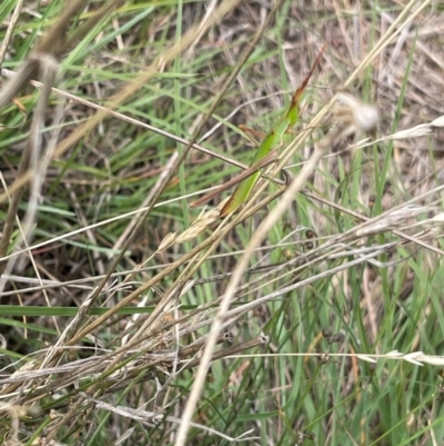 Acrida conica (Giant green slantface) at Crace Grasslands - 10 Feb 2024 by MiaThurgate