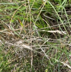 Acrida conica at Crace Grassland (CR_2) - 10 Feb 2024 11:29 AM