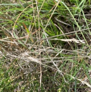 Acrida conica at Crace Grassland (CR_2) - 10 Feb 2024 11:29 AM