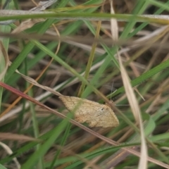 Scopula rubraria (Reddish Wave, Plantain Moth) at Mitchell, ACT - 10 Feb 2024 by MiaThurgate