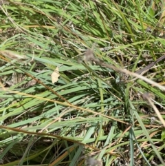 Scopula rubraria at Crace Grassland (CR_2) - 10 Feb 2024