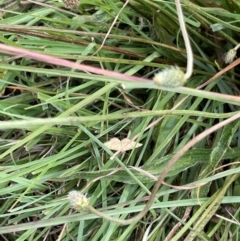 Scopula rubraria at Crace Grassland (CR_2) - 10 Feb 2024