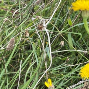 Mallada sp. (genus) at Crace Grassland (CR_2) - 10 Feb 2024