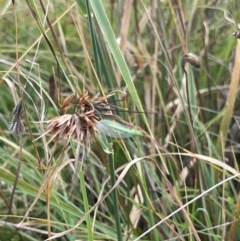 Mallada sp. (genus) at Crace Grassland (CR_2) - 10 Feb 2024