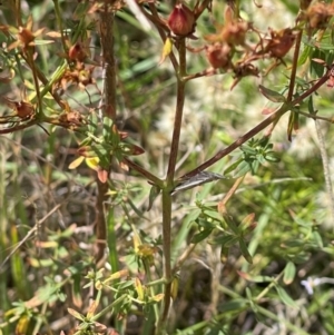 Aphrophorinae (subfamily) at Crace Grassland (CR_2) - 10 Feb 2024