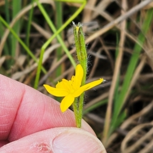 Hypoxis hygrometrica var. villosisepala at Weetangera, ACT - 27 Feb 2024 09:23 AM