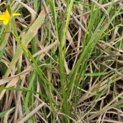 Hypoxis hygrometrica var. villosisepala at Weetangera, ACT - 27 Feb 2024 09:23 AM