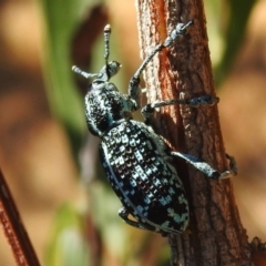 Chrysolopus spectabilis (Botany Bay Weevil) at Tharwa, ACT - 24 Feb 2024 by JohnBundock