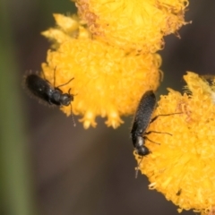 Dasytinae (subfamily) at Dunlop Grassland (DGE) - 27 Feb 2024