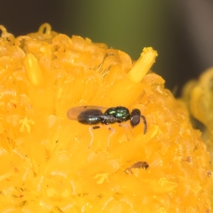 Chalcidoidea (superfamily) at Dunlop Grassland (DGE) - 27 Feb 2024