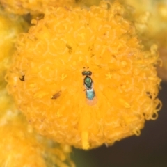 Chalcidoidea (superfamily) at Fraser, ACT - 27 Feb 2024