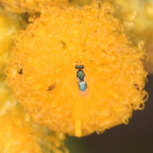 Chalcidoidea (superfamily) at Fraser, ACT - 27 Feb 2024