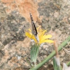 Unidentified Butterfly (Lepidoptera, Rhopalocera) at Dunlop Grassland (DGE) - 27 Feb 2024 by kasiaaus