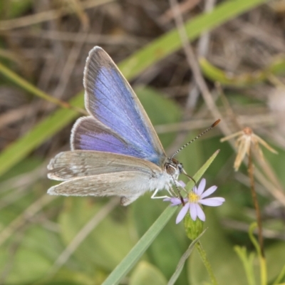 Zizina otis (Common Grass-Blue) at Fraser, ACT - 27 Feb 2024 by kasiaaus