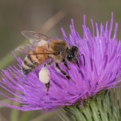Apis mellifera (European honey bee) at Dunlop Grassland (DGE) - 27 Feb 2024 by kasiaaus