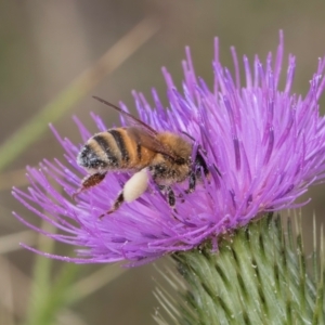 Apis mellifera at Dunlop Grassland (DGE) - 27 Feb 2024