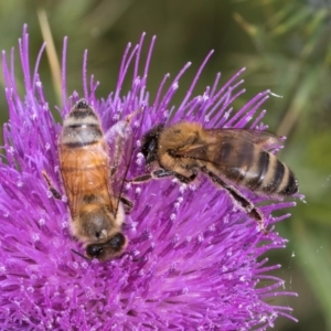 Apis mellifera at Fraser, ACT - 27 Feb 2024 02:10 PM