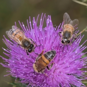 Apis mellifera at Dunlop Grassland (DGE) - 27 Feb 2024