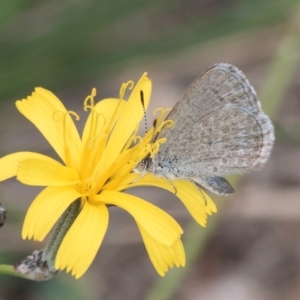 Zizina otis at Dunlop Grassland (DGE) - 27 Feb 2024