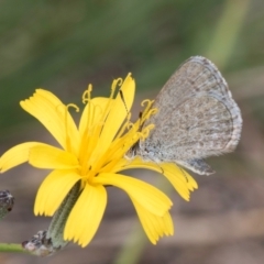 Zizina otis at Dunlop Grassland (DGE) - 27 Feb 2024