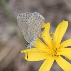 Zizina otis at Dunlop Grassland (DGE) - 27 Feb 2024