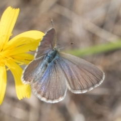 Zizina otis at Dunlop Grassland (DGE) - 27 Feb 2024