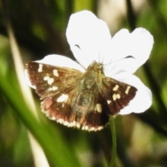 Dispar compacta (Barred Skipper) at Tharwa, ACT - 25 Feb 2024 by JohnBundock