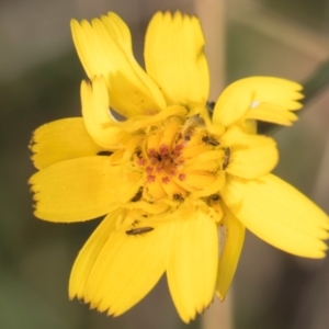 Thysanoptera (order) at Dunlop Grassland (DGE) - 27 Feb 2024