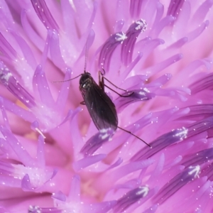 Cecidomyiidae (family) at Dunlop Grassland (DGE) - 27 Feb 2024