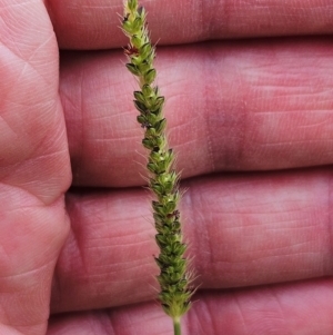 Setaria parviflora at The Pinnacle - 27 Feb 2024