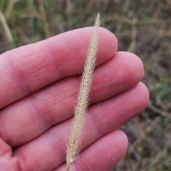 Setaria parviflora at The Pinnacle - 27 Feb 2024