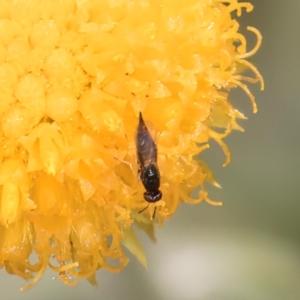 Chalcidoidea (superfamily) at Fraser, ACT - 27 Feb 2024