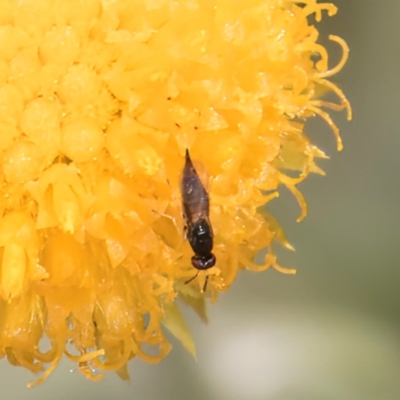 Chalcidoidea (superfamily) (A gall wasp or Chalcid wasp) at Dunlop Grassland (DGE) - 27 Feb 2024 by kasiaaus