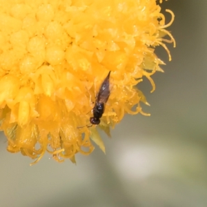 Chalcidoidea (superfamily) at Fraser, ACT - 27 Feb 2024