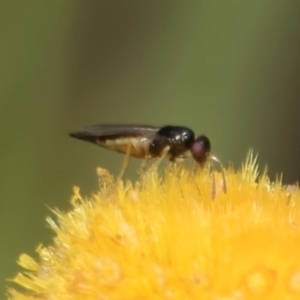 Chalcidoidea (superfamily) at Fraser, ACT - 27 Feb 2024