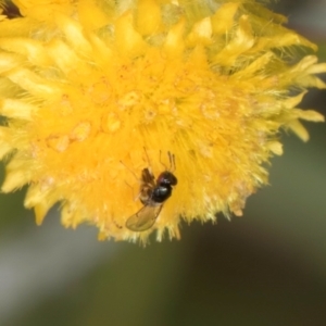 Chalcidoidea (superfamily) at Fraser, ACT - 27 Feb 2024