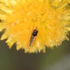 Chalcidoidea (superfamily) at Fraser, ACT - 27 Feb 2024