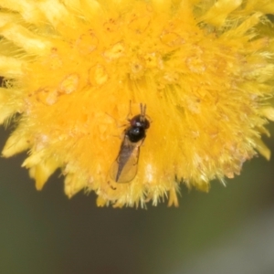 Chalcidoidea (superfamily) at Fraser, ACT - 27 Feb 2024