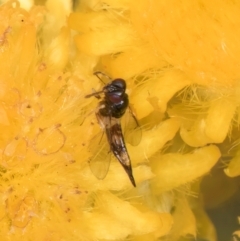 Chalcidoidea (superfamily) (A gall wasp or Chalcid wasp) at Dunlop Grasslands - 27 Feb 2024 by kasiaaus