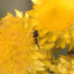 Chalcidoidea (superfamily) at Fraser, ACT - 27 Feb 2024