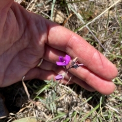 Swainsona sericea (Silky Swainson-Pea) at Colinton, NSW - 18 Oct 2023 by MelitaMilner