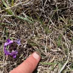 Swainsona sericea at Colinton, NSW - suppressed