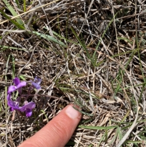 Swainsona sericea at Colinton, NSW - suppressed