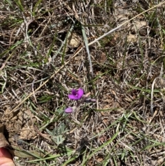 Swainsona sericea at Colinton, NSW - suppressed