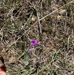 Swainsona sericea at Colinton, NSW - suppressed